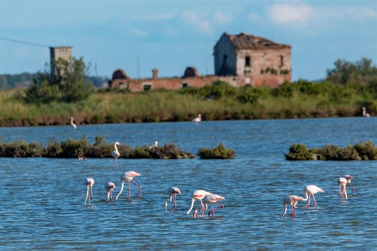 Het natuurgebied van de Po-delta, Noord-Italië