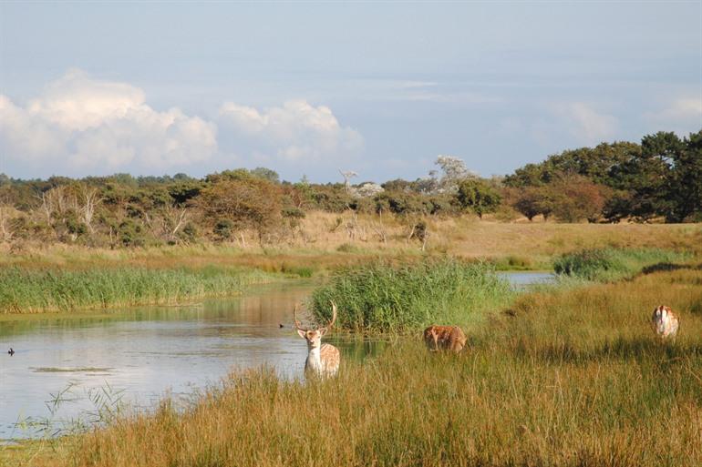 Het prachtige Amsterdamse Waterleidingduinen