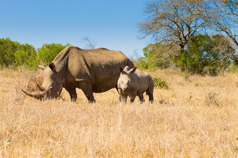 Hluhluwe–iMfolozi Park bezoeken
