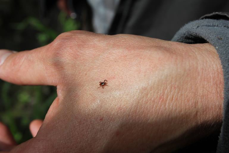 Hoe ziet een teek eruit?