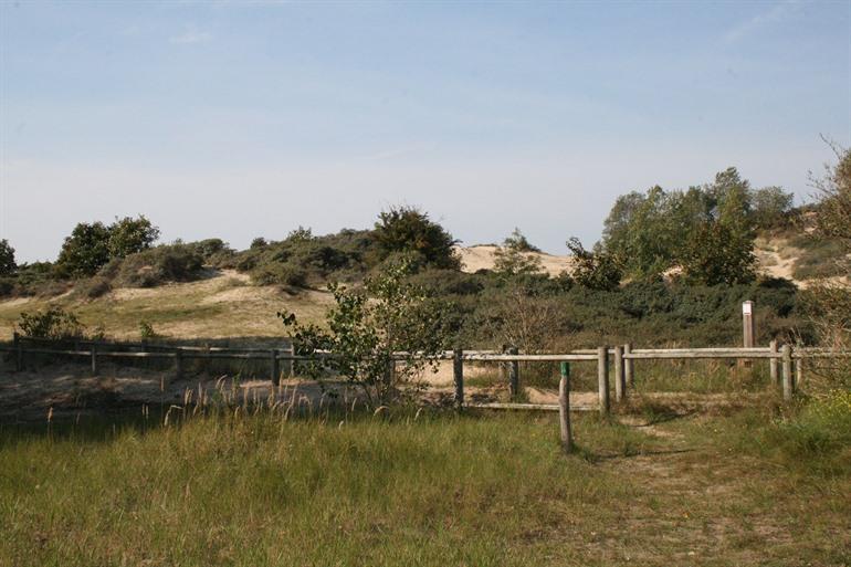Hoge Blekker in Koksijde
