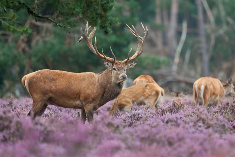 Hoge Veluwe Nationaal Park, Gelderland