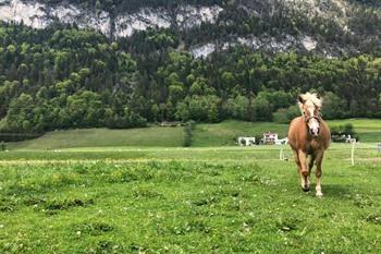 Hotel Haflingerhof boeken