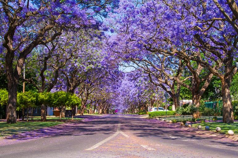 Jacarandabomen