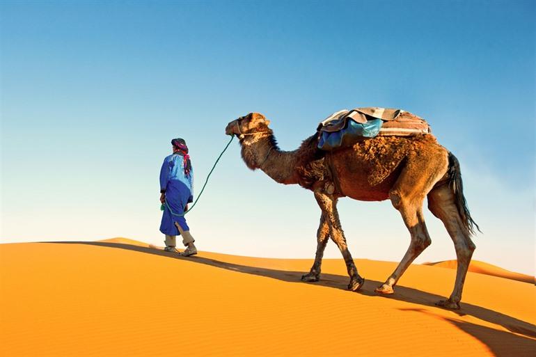 Kameel in de Sahara woestijn, Marokko