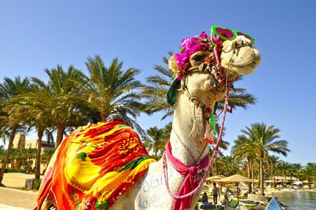 Kameel op het strand van Hurghada, Egypte