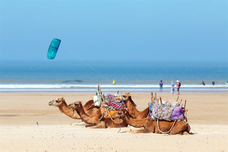 Kamelen op strand van Essaouira, Marokko