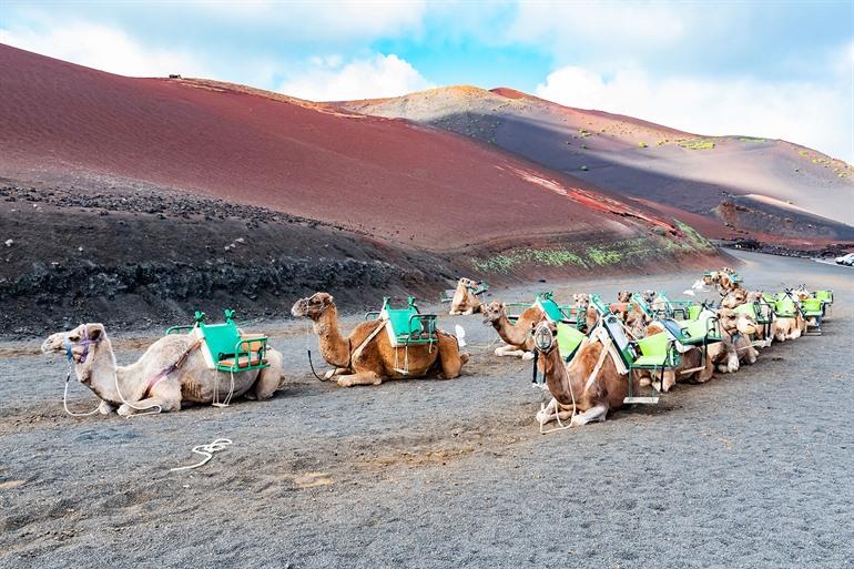 Kamelenrit in het Timanfaya Nationaal Park, Lanzarote