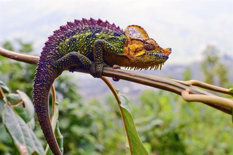 Kameleon in het Rwenzori Mountains NP