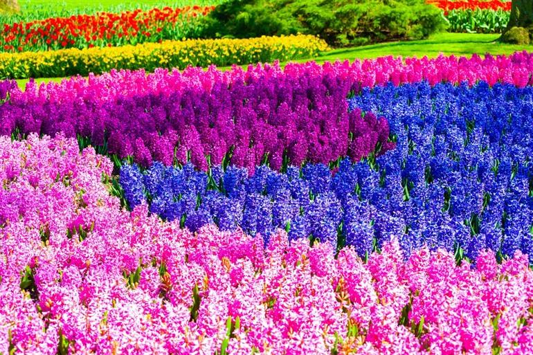 Keukenhof bezoeken