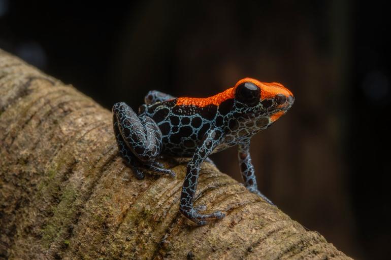Kikkers en andere dieren spotten in de jungle rond Iquitos
