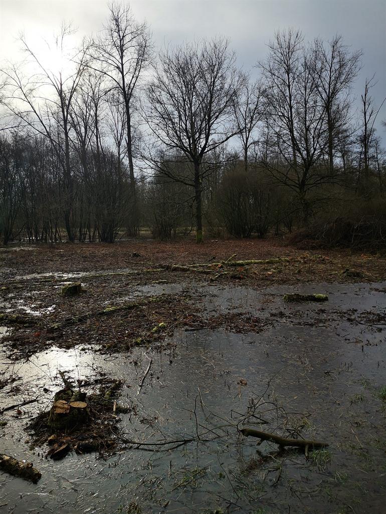 Knuppelpad in natuurgebied De Nuchten