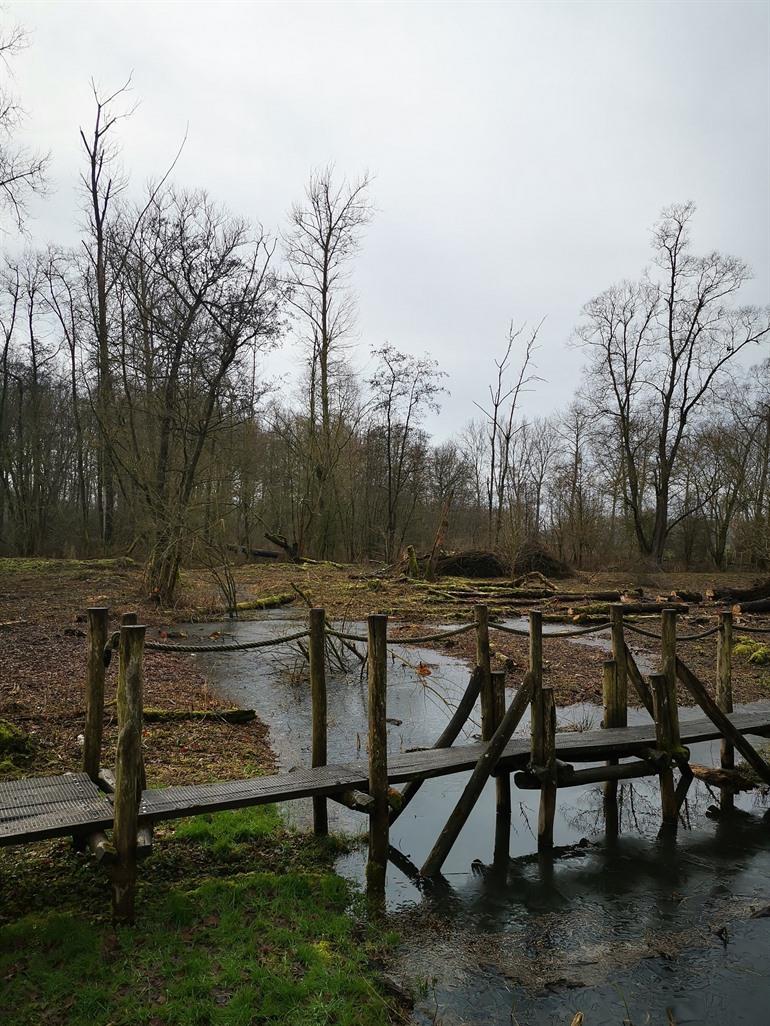 Knuppelpad in natuurgebied De Nuchten