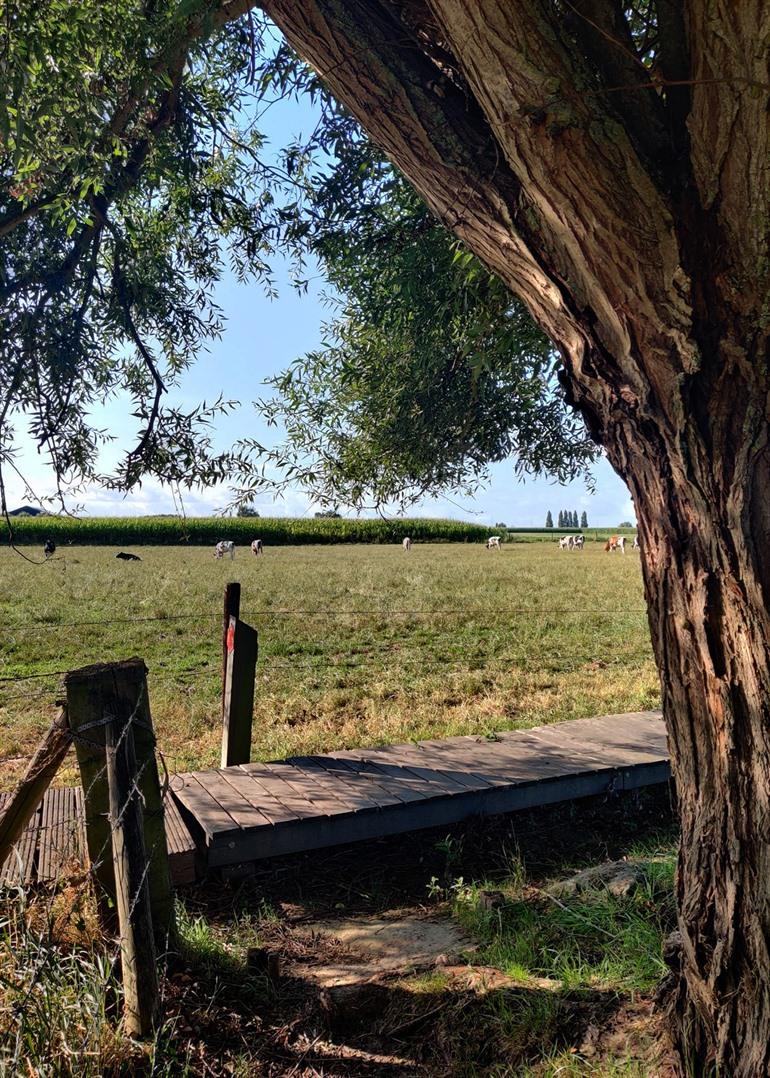 Knuppelpad op de Bunkerroute Oosterzele
