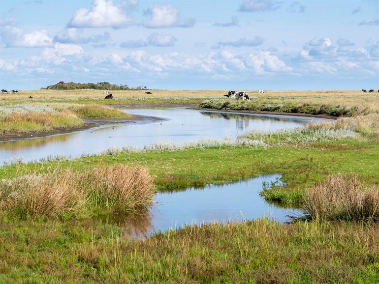 Kobbeduinen op Schiermonnikoog