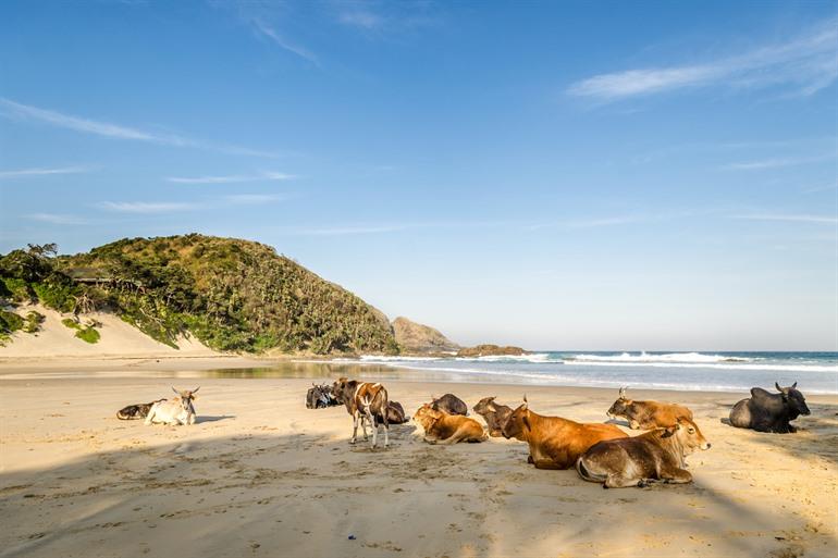 Koeien op het strand bij Port St. Johns