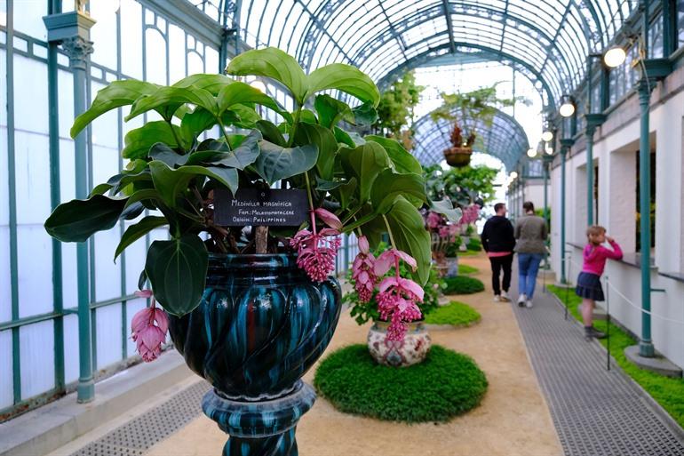 Koninklijke Serres van Laken bezoeken