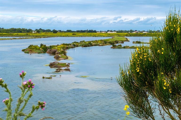 La Réserve naturelle nationale de Lilleau des Nige, Ile de Ré