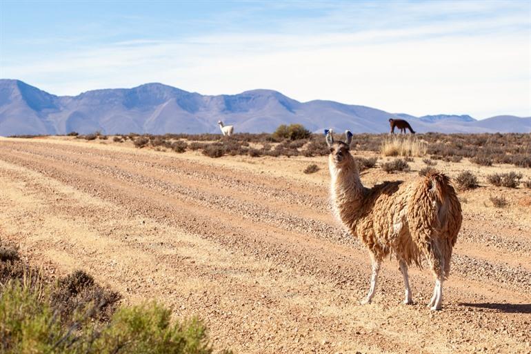 Lama's in de vlaktes van Abra Pampa