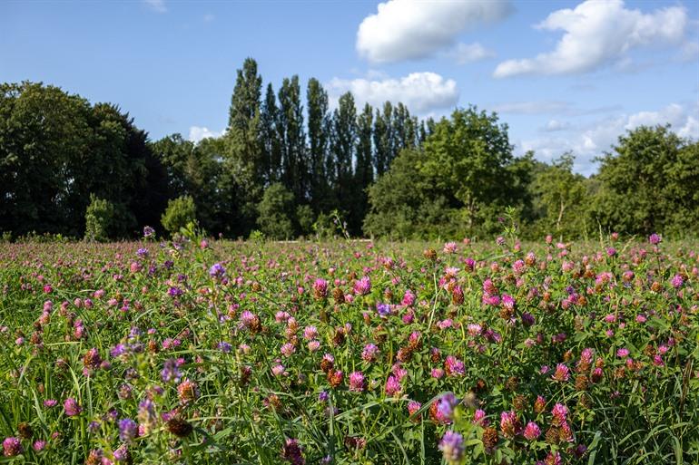 Landbouw bij Hoek ter Hulst, Oosterzele bunkerroute