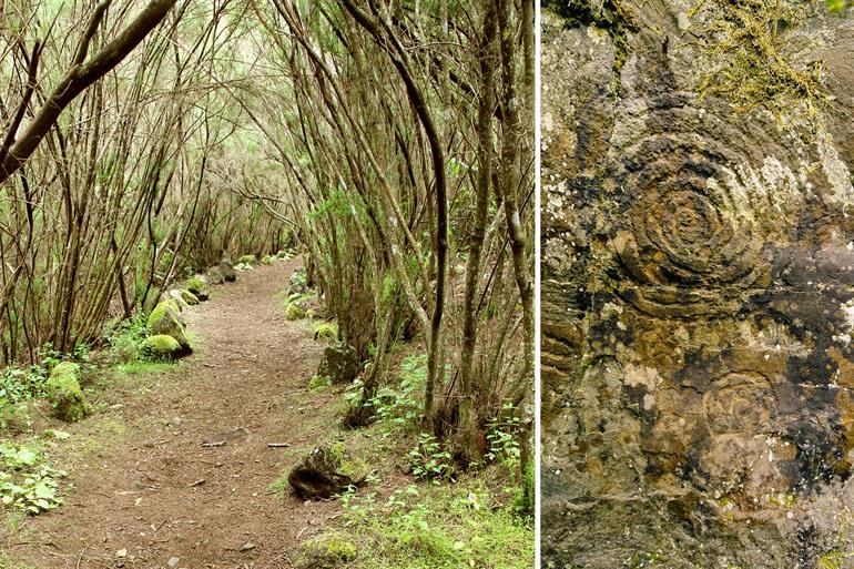 Laurierbossen van Parque Cultural La Zarza, La Palma