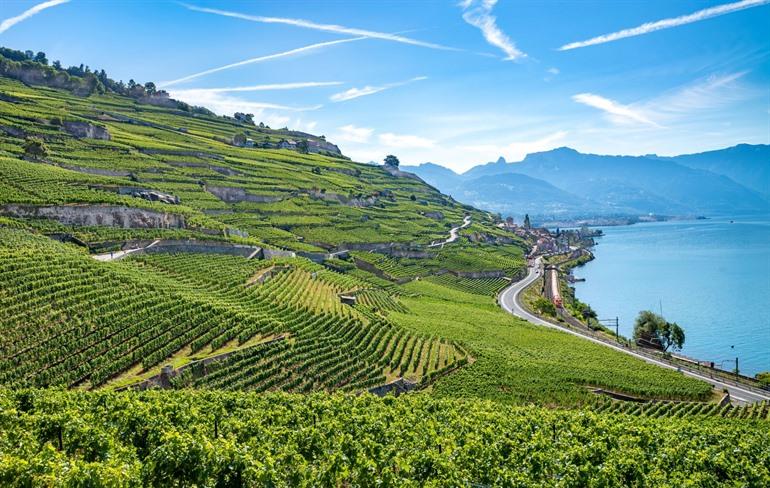 Lavaux-wijngaardterrassen, vlakbij Lausanne