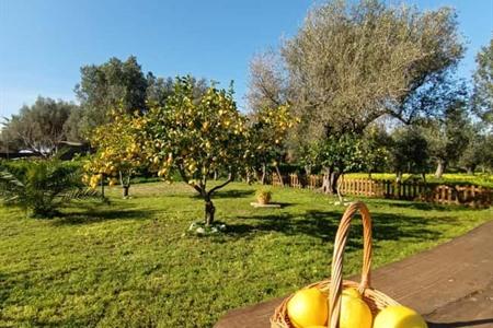 Leer hoe je limoncello en een citroengebakje maakt tijdens deze workshop
