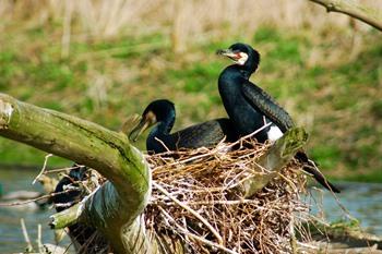 Lepelaar in het vogelreservaat Zwin, Knokke-Heist