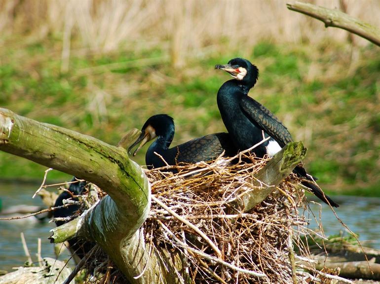 Lepelaar in het vogelreservaat Zwin, Knokke-Heist