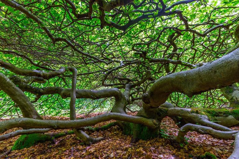 Les Faux de Verzy in Reims