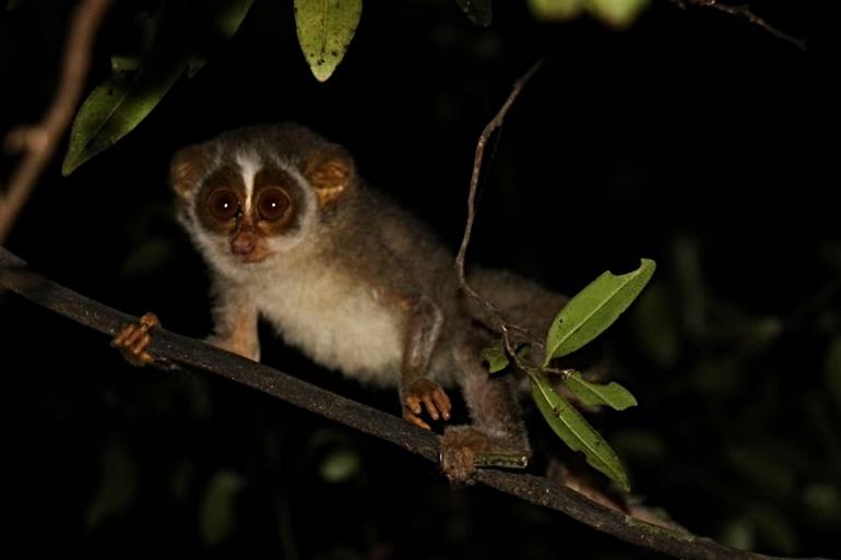Lori in de nacht bij Sigiriya Rock