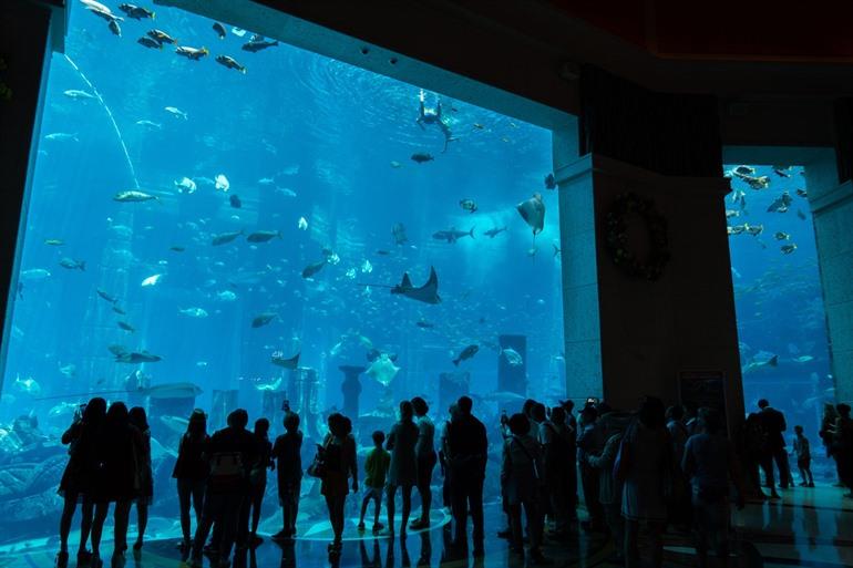 Lost Chambers Aquarium in Dubai, VAE