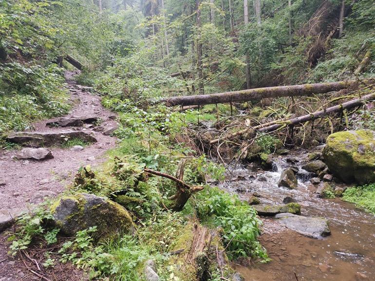 Lotenbachkloof wandeling, Zwarte Woud