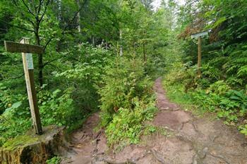 Lotenbachkloof wandeling, Zwarte Woud