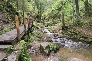 Lotenbachkloof wandeling, Zwarte Woud