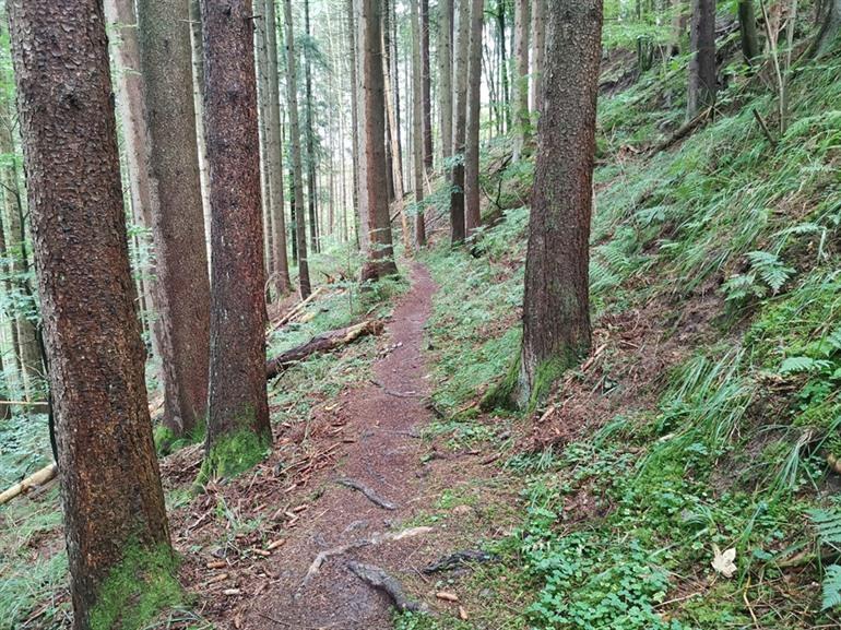 Lotenbachkloof wandeling, Zwarte Woud