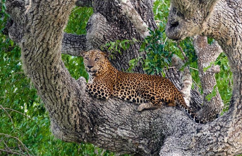Luipaard in Yala National Park