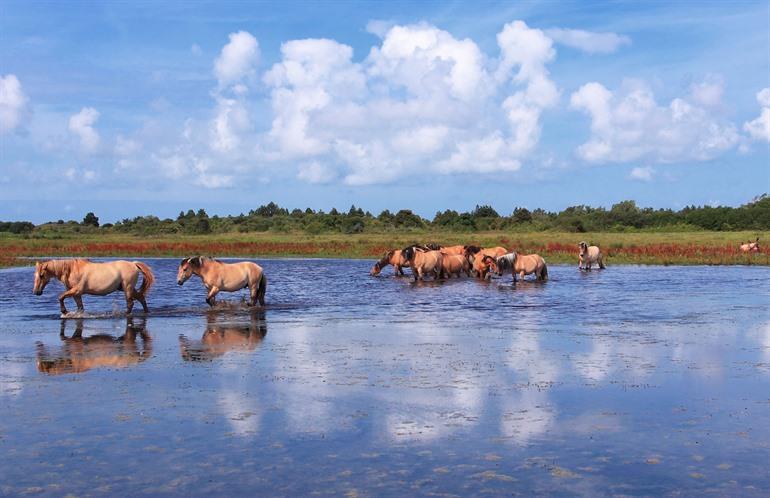 Maak een ritje met de Hensonpaarden, Baai van de Somme