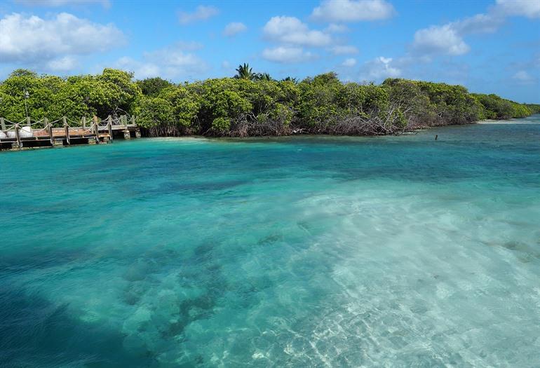 Mangrovebossen van Aruba