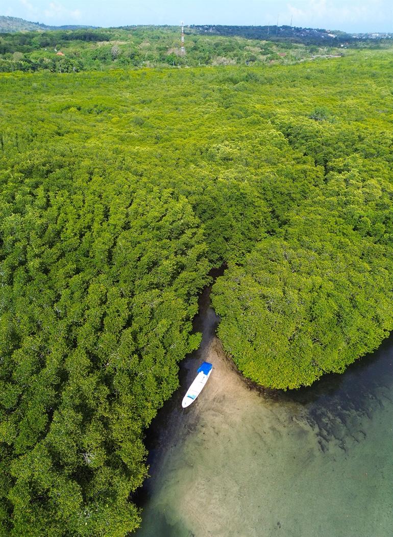 Mangroves bij Nusa Lembongan