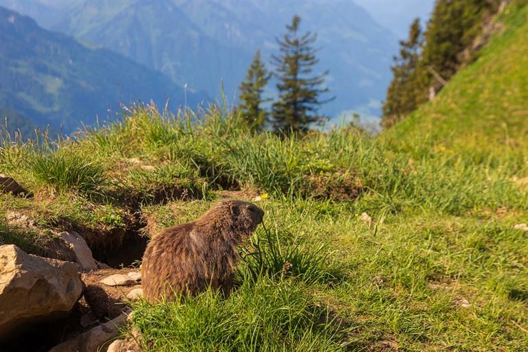 Marmotten in de Alpen