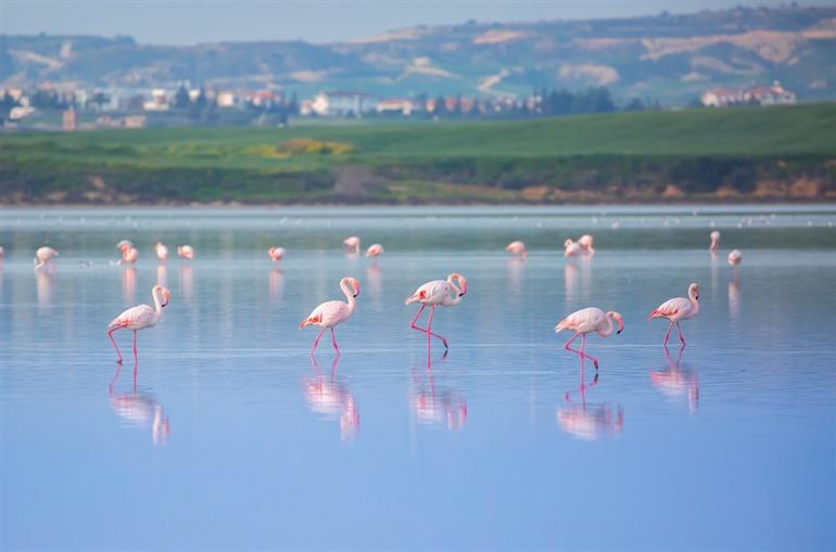 Meer van Larnaca, flamingo's
