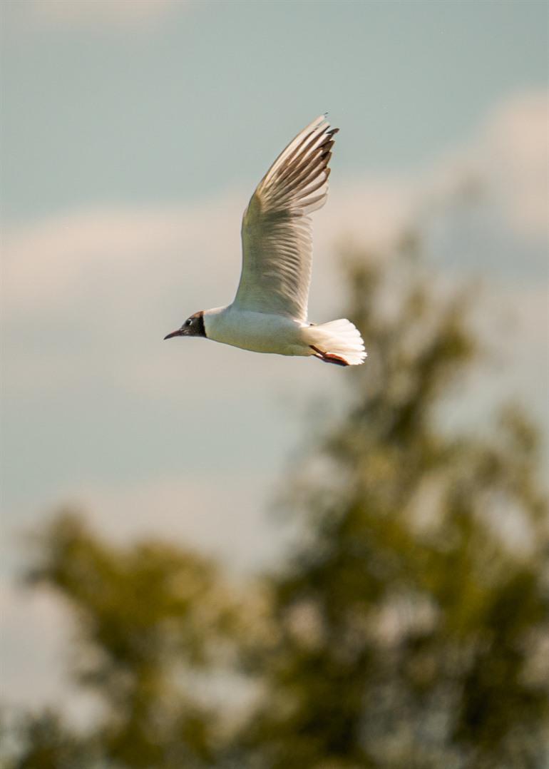 Meeuwen in de Moerassen van Harchies