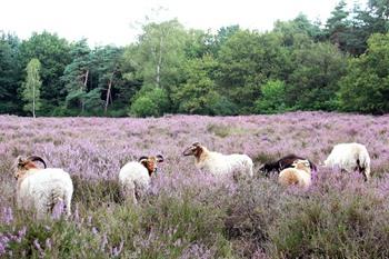 Molecaten Park Landgoed Ginkelduin boeken