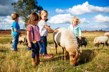 Molecaten Park 't Hout boeken