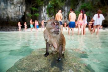 Monkey Beach, Phi Phi-eilanden