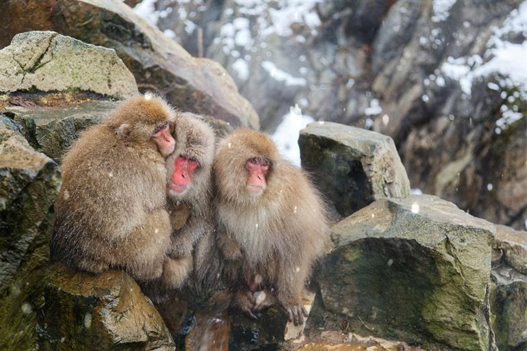 Monkey Park dicht bij Nagano