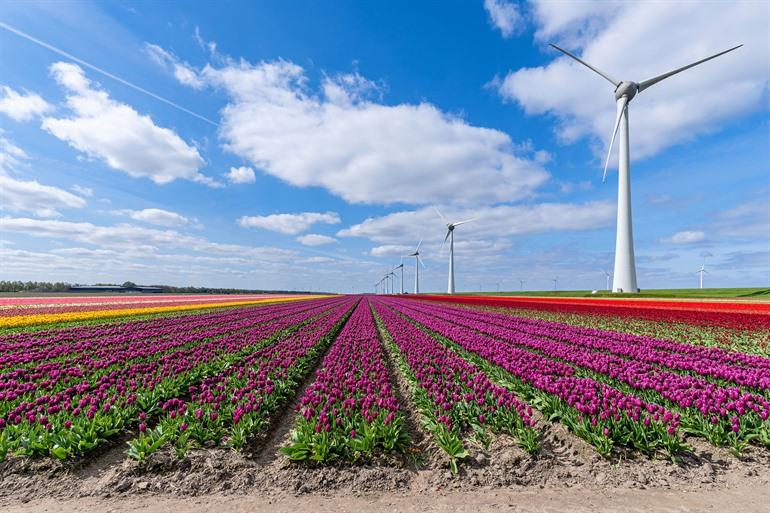 Mooie tulpenvelden in Flevoland