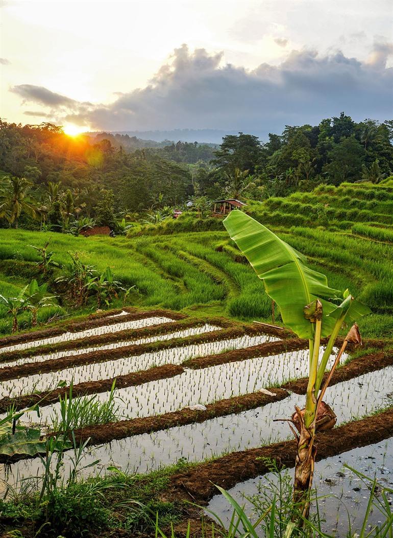 Mooiste rijstvelden van Bali bezoeken