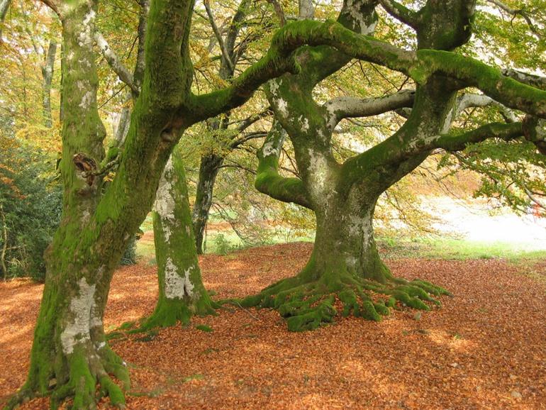 Morvan